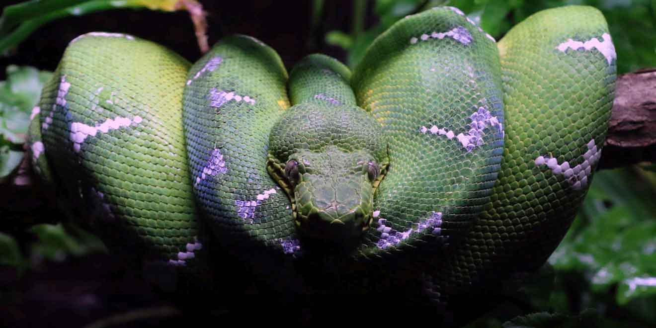 Reserva De Producción Faunística Cuyabeno, Ecuador. Guia De Viaje ...