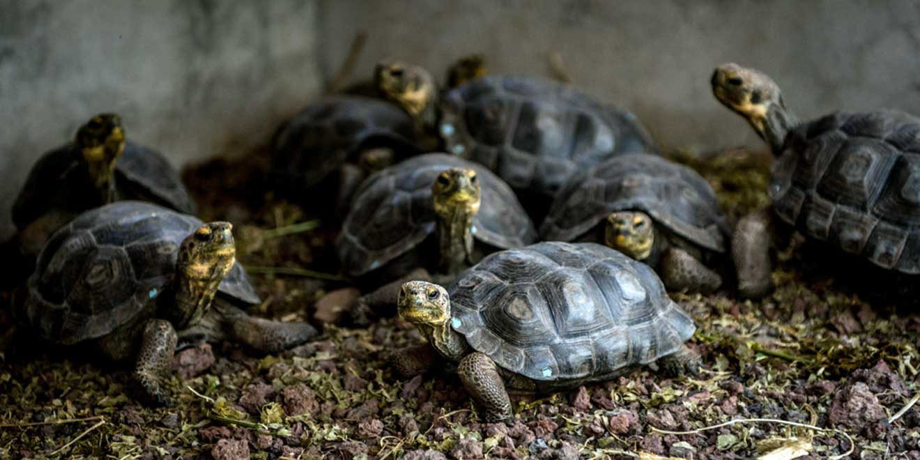 Española Island, Galápagos, Ecuador. Things to do. Animals - PlanetAndes