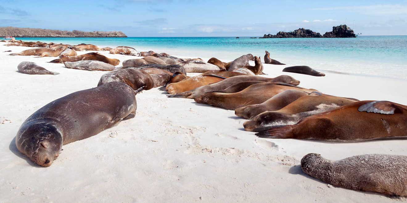 Española Island, Galápagos, Ecuador. Things to do. Animals - PlanetAndes