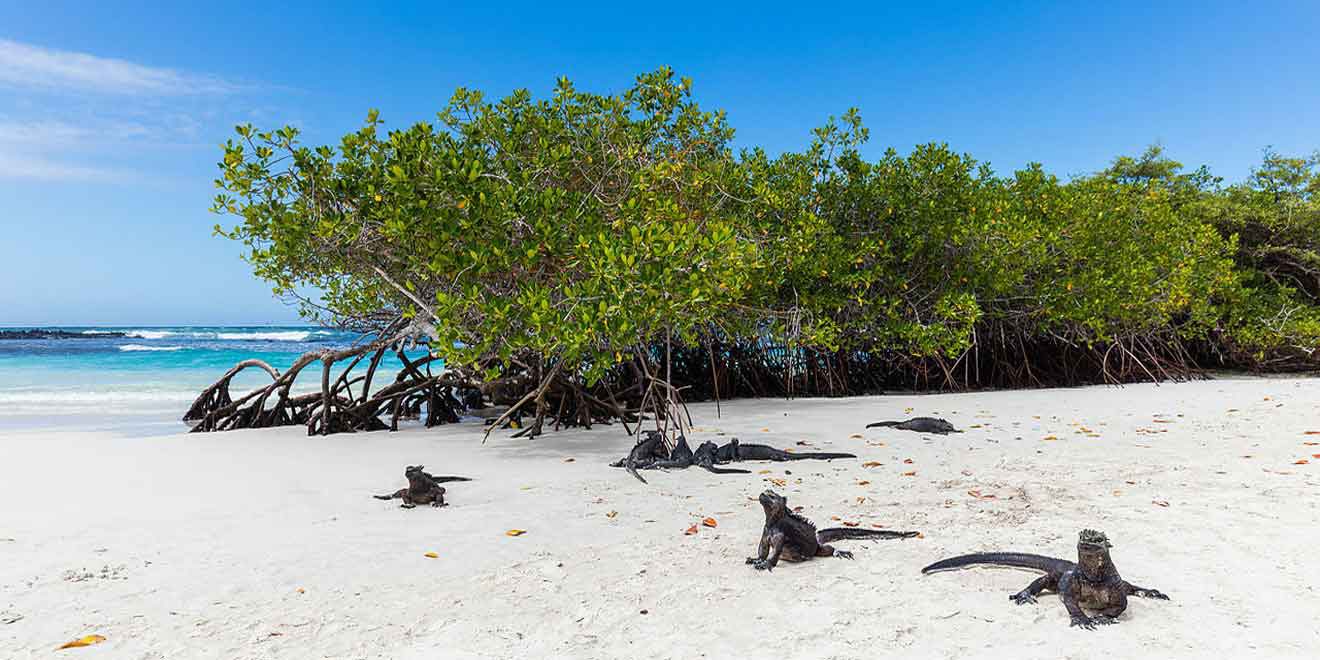 Santa Cruz Island Gal pagos Ecuador. Things to do. Animals