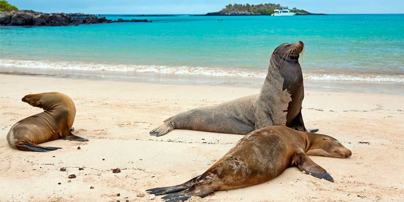 Santa Fé Island, Galápagos, Ecuador. Things to do. Animals - PlanetAndes